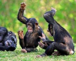 It is the home of about 135 species of animals inc It is the home of about 135 species of animals including 11 species of primates, 21 species of artiodactyls. Some of the mammal species are endangered